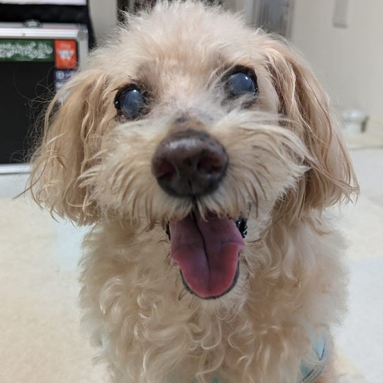 代表の愛犬ショコラ（トイプードル）